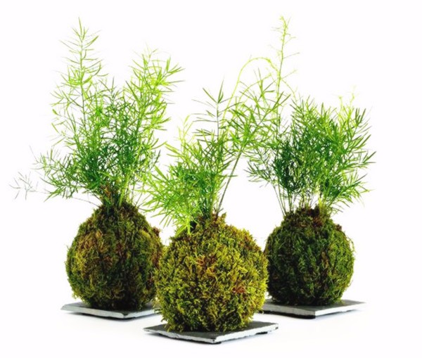 Large Juniper Tree Airpurifying Harmful Gas Absorbing Indoor Decorative Greenery In Pot - 2