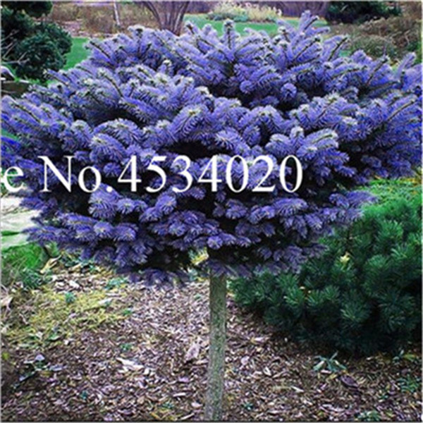 50piece Blue Spruce Tree Set Evergreen Picea Pungens Glauca Perennial Outdoor Decorative s - 3