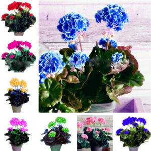 30 Pcs Bonsai Geranium Flower Plantas Pelargonium Peltatum Potted Home Garden Houseplant