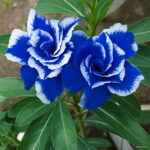 5 Pcsbag Desert Rose Bonsai Garden Home Pot Balcony Flower Adenium Obesum Flowerpots Plant Mixed Color - 5