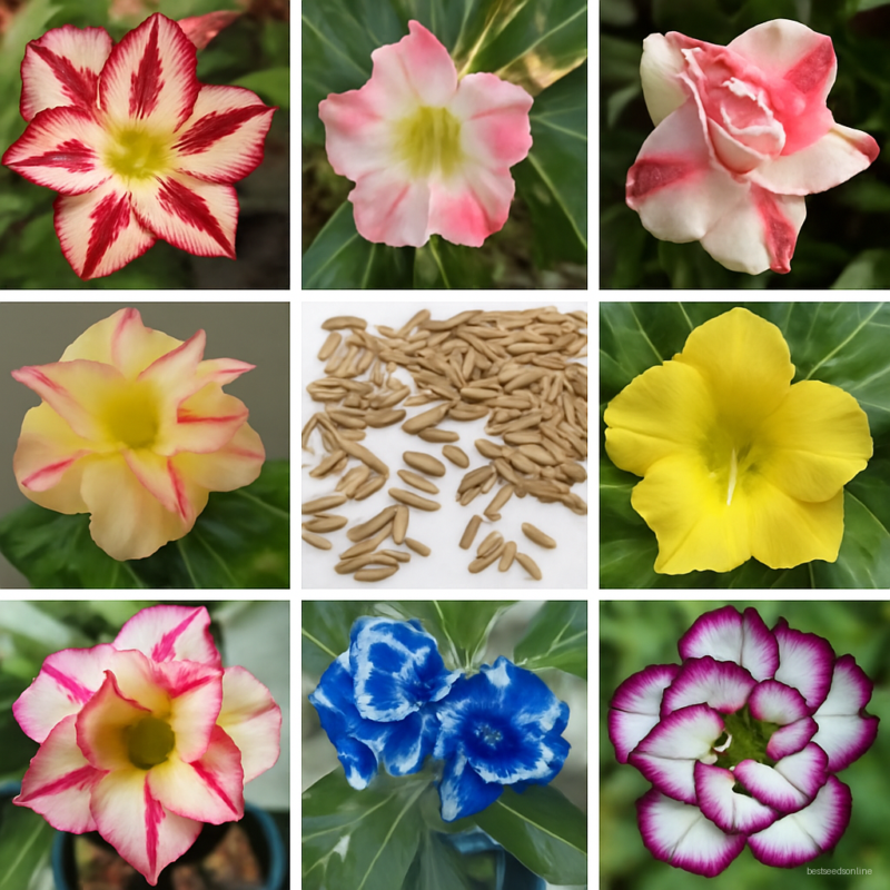 5 Pcsbag Desert Rose Bonsai Garden Home Pot Balcony Flower Adenium Obesum Flowerpots Plant Mixed Color