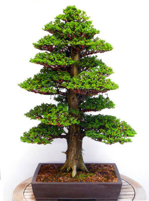 Big Rare Tree Bonsai Home Japanese Cedar Semillas