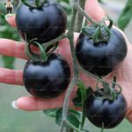 500 Pcsbag Rainbow Tomato Bonsai Rare Plants Organic Vegetable Amp Fruit Bonsaipotted Plant Home Ampgarden - 6