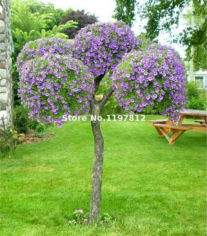 High Many Color Hanging Petunia Bonsai Four Seasons Indoor Balcony Easy To Plant Flower 100 Pcs Semente - 2