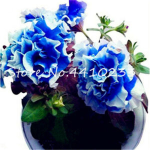 100 Pcs Hanging Petunia Bonsai Garden Flower Mixed Color Short Height Perennial Flowers Indoor - 2