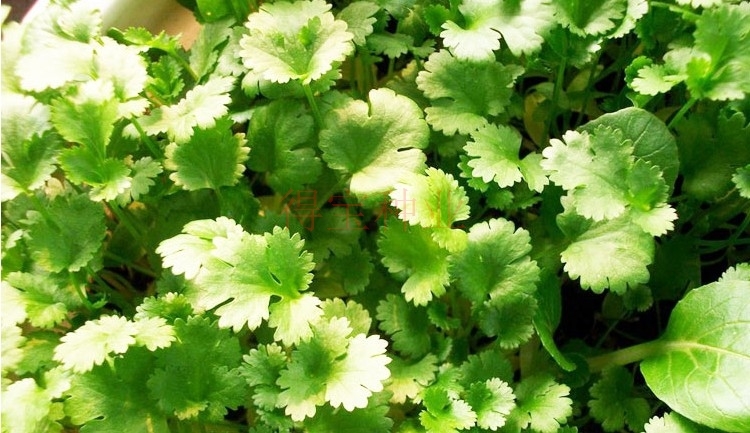 50pcs Thai Parsley Seeds Virgo Annual Terrace Vegetable Coriander Perfect For Indooroutdoor Cultivation - 4