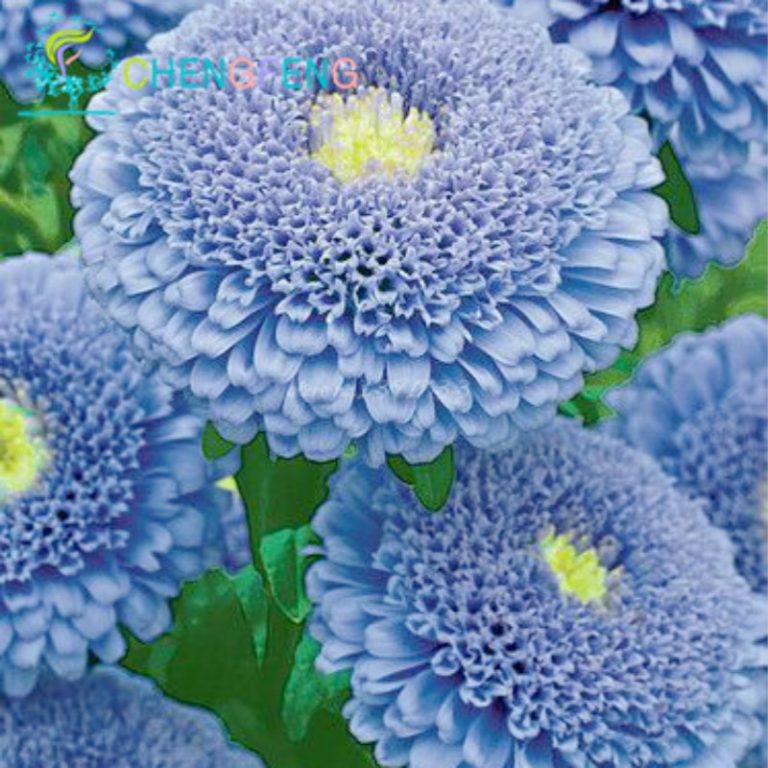 Chinese Aster Flower Seeds 30 Count Vibrant Colors Free Shipping Worldwide