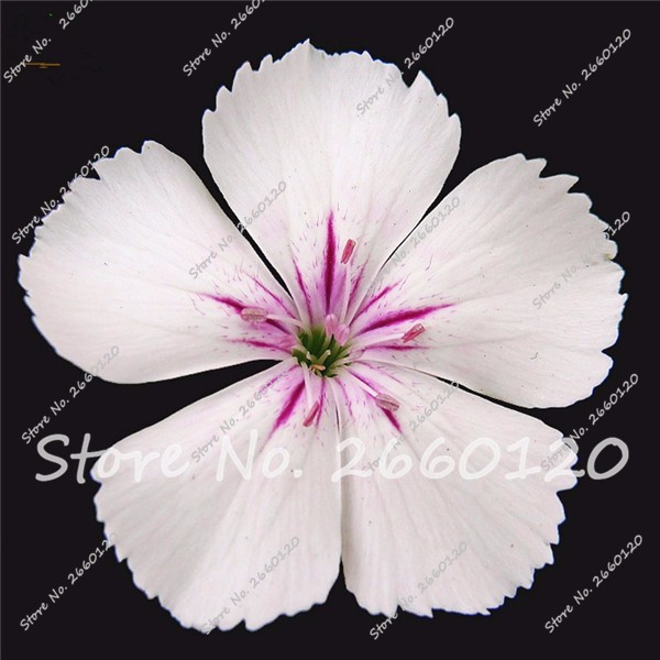 Exclusive 100 Pieces Rare Dianthus Small White Blossom Excellent For Indoor And Outdoor Potting - 3