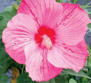 Sale! 100 Pcsbag Imported Hibiscus Bonsai Perennial Flower Plant Desktop Flowers Home Garden Easy To Grow - 2