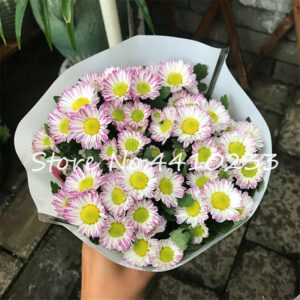 Promotion! 50 Pcs Japan Daisy Bonsai Echinacea Purpurea Flower Plants Home Garden Easy Grow Chrysanthemum - 2