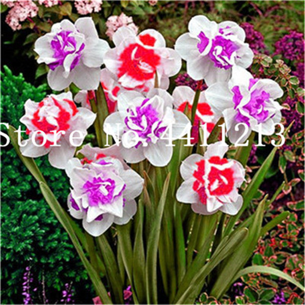 100 Pcsbag Narcissus Double Petals Daffodil Flower Seeds For Diy Landscaping Indooroutdoor Decoration - 1