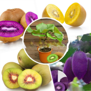 200 Pcs Bag Exotic Kiwi Tropical Juicy Organic Mini Bonsai Fruit Tree Plant Home Garden Pot Planters