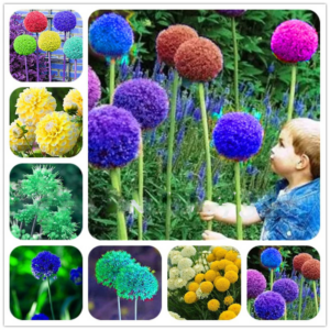 100 Pcs Colorful Allium Giganteum Bonsai Flowers Outdoor Semenata Garden Ornaments Courtyard Planting