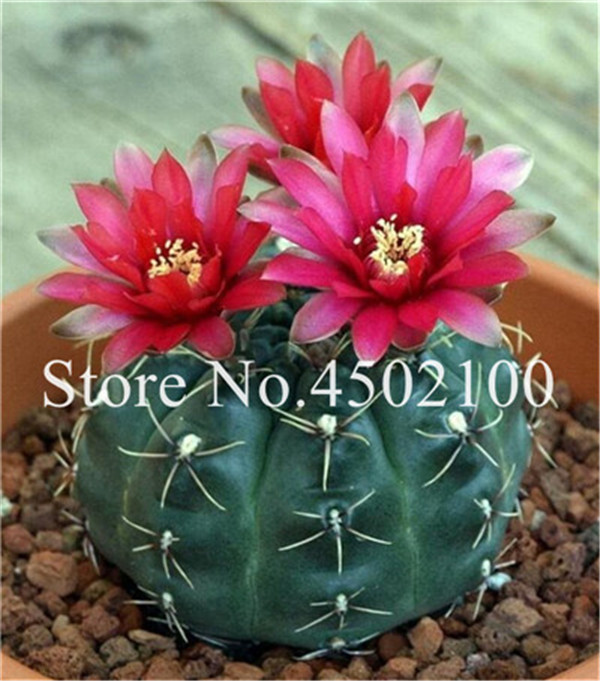 120 Pcs Mixed Rare Cactus Exotic Succulent Blooms Organic Perennial Herbs For Indoor Decorations - 6