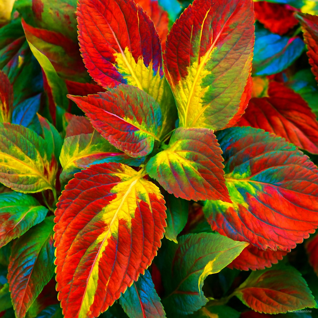 200 Pcs Colorful Coleus Plants Indoor Bonsai Flower Flores Genus Planting Potted Diy Home Garden Perennial - 5