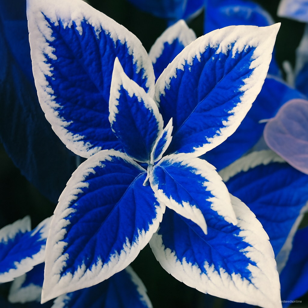 200 Pcs Colorful Coleus Plants Indoor Bonsai Flower Flores Genus Planting Potted Diy Home Garden Perennial - 4