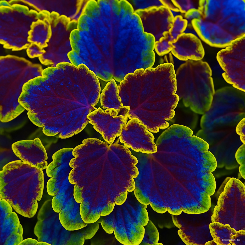 200 Pcs Colorful Coleus Plants Indoor Bonsai Flower Flores Genus Planting Potted Diy Home Garden Perennial - 3