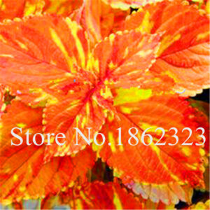 200 Pcs Colorful Coleus Plants Indoor Bonsai Flower Flores Genus Planting Potted Diy Home Garden Perennial - 2