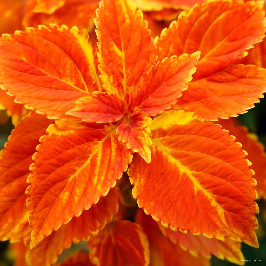 200 Pcs Colorful Coleus Plants Indoor Bonsai Flower Flores Genus Planting Potted Diy Home Garden Perennial - 2