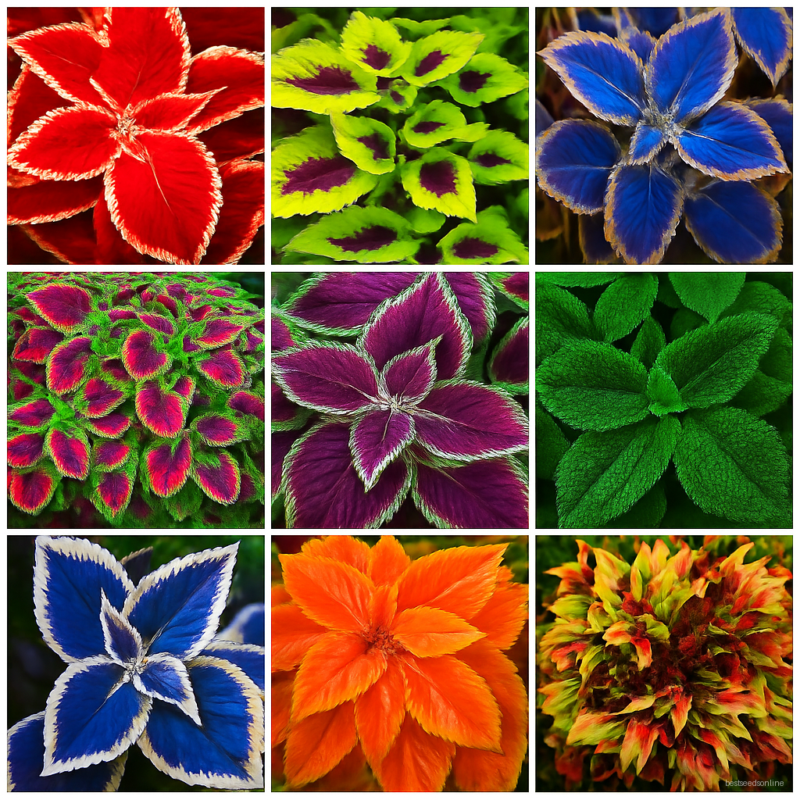 200 Pcs Colorful Coleus Plants Indoor Bonsai Flower Flores Genus Planting Potted Diy Home Garden Perennial