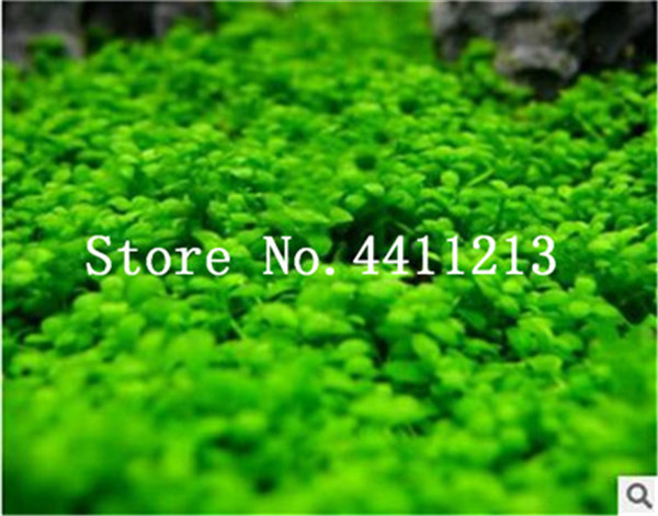 100piece Daisy Hybrids Mix Flower Seeds Easytogrow Ideal For Landscaping Balcony Patio Decorations - 5