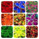 100% Real Coleus Blumei Bonsai Rare Rainbow Mix Color Flower In Plants-home Garden 100pcsbag