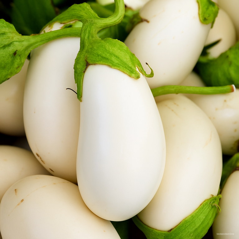 200pcsbag Mixed Species Eggplant Bonsai Organic Vegetable Non Gmo