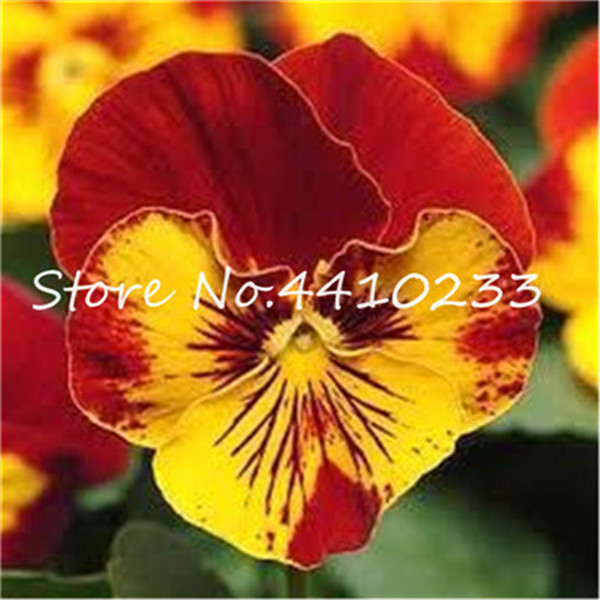 50 Piece Set Of Multicolored Pansy Flowers Perfect For Diy Yard Decor Blooming Viola Tricolor - 5