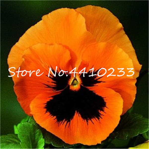 50 Piece Set Of Multicolored Pansy Flowers Perfect For Diy Yard Decor Blooming Viola Tricolor - 3