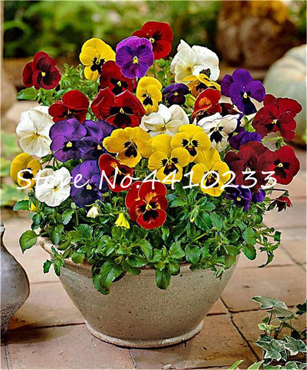 50 Piece Set Of Multicolored Pansy Flowers Perfect For Diy Yard Decor Blooming Viola Tricolor - 1