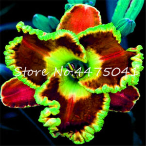 150 Pcs Fresh Hemerocallis Middendorffii Daylily Bonsai Perennial Flower Daylilies Plant Day Lily Light Up Your Garde - 2