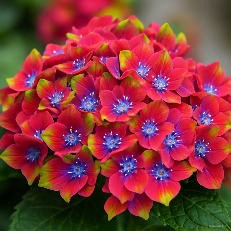 50 Pcs Hydrangea Bonsai Tohum Garden Flower Plants Indoor Flowers Home