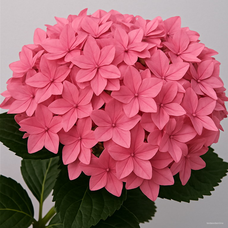 50 Pcs Hydrangea Bonsai Tohum Garden Flower Plants Indoor Flowers Home