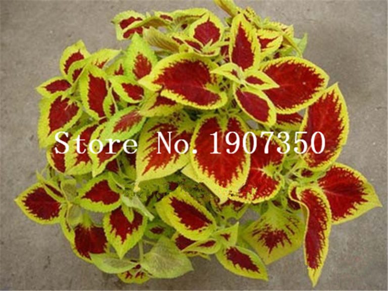 200 Pcs Coleus Plants Rare Rainbow Blumei Bonsai Japanese Flower Home