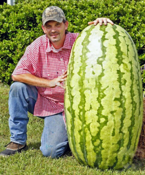 Big Piecesbag Giant Watermelon Bonsai Fruit Garden Planting Flores Non-gmo Edible