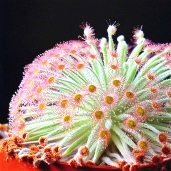 120piece Set Of Potted Carnivorous Flycatcher Sundew Plantadrosera Peltata Radiation Protecting Greenery - 2