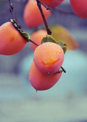 10 Pcs Bag Exotic Persimmon Fruit Tree Outdoor Non-gmo Juicy Bonsai Potted Diospyros Kaki Fruta Planta Home Garden - 2