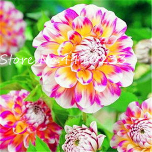 100 Pcs Colorful Dahlia Bonsai Rare Flower Outdoor Plant Natural Growth Home Garden Ornamental 24 Colors - 2