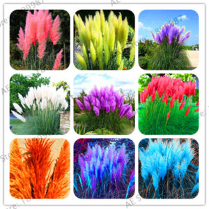 Best-selling!100pcsbag Pampas Grass Plant Flowers Cortaderia Selloana Garden