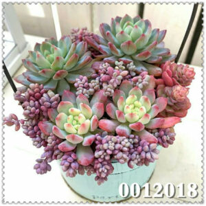 100 Pcs Real Mini Succulent Cactus Bonsai Rare Perennial Herb Plants Pot Flower Indoor Plant Home Garden - 2