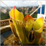 Garden Dionaea Muscipula Giant Clip Venus Flytrap Outdoor Bonsai Insectivorous Flycatcher Flower Pots Planters 120 Pcs - 5