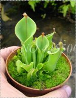 Garden Dionaea Muscipula Giant Clip Venus Flytrap Outdoor Bonsai Insectivorous Flycatcher Flower Pots Planters 120 Pcs - 2