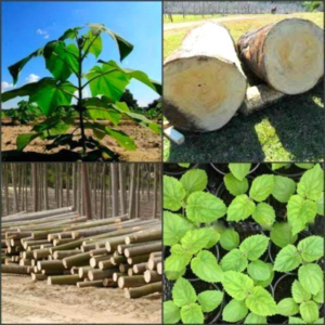 50pcs Paulownia Bonsai Tree Romantic Flower Plants Perennial Sementes Home Garden Flores Pot Mini Grow