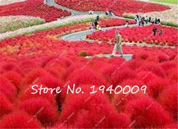 Brightly Colored Perennial Kochia Scoparia Burning Bush Decorative Flower Seeds Pack Of 100 - 1