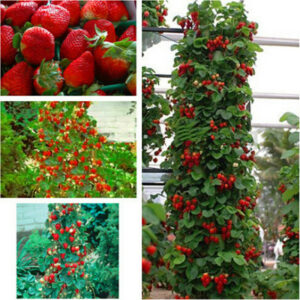 500 Pcsbag Gaint Strawberry Bonsai Big Sweet Berry Fruit Pot Plant Non-gmo Family Food Home Garden - 2