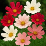 100 Pcs Chocolate Cosmos Bonsai Flower Blooms All Long Has Rich Scent Like Diy Home Garden - 6