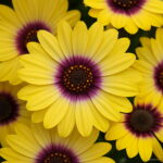 100 Pcs Chocolate Cosmos Bonsai Flower Blooms All Long Has Rich Scent Like Diy Home Garden - 5