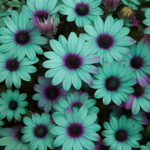 100 Pcs Chocolate Cosmos Bonsai Flower Blooms All Long Has Rich Scent Like Diy Home Garden - 3