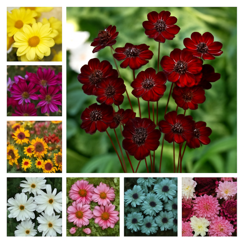 100 Pcs Chocolate Cosmos Bonsai Flower Blooms All Long Has Rich Scent Like Diy Home Garden