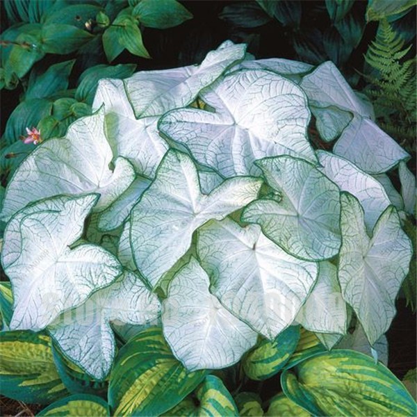 50pcs Thailand Caladium Bicolor Seeds Balcony Rare Exotic Flower Perennial Herbs Decorative Indoor Greenery - 7